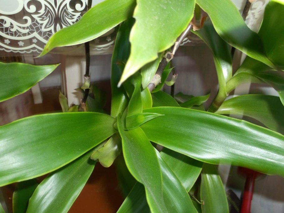 Жасмин Цеструм