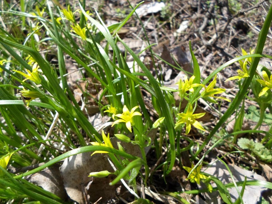 Первоцвет гусиный лук желтый