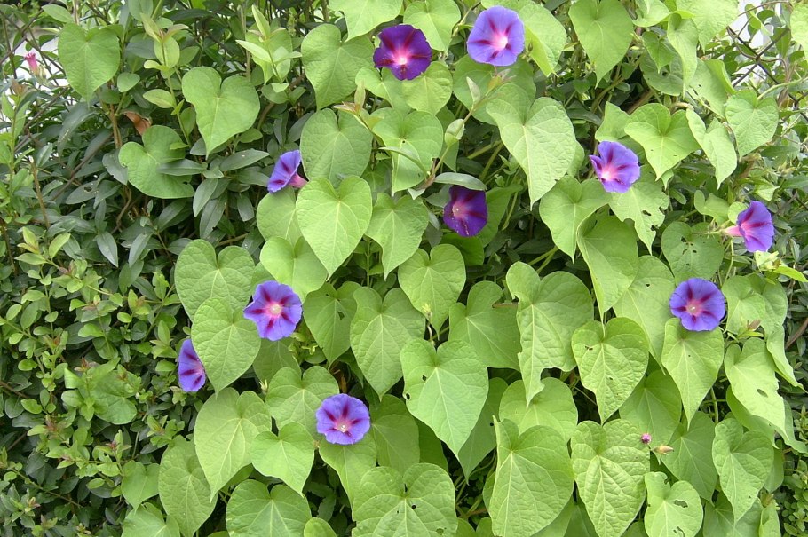 Полевой Вьюн по чувашски