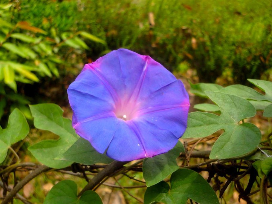 Ипомея пурпурная