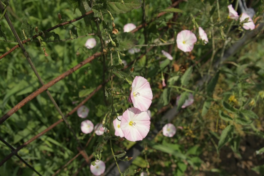 Вьюнок полевой березка