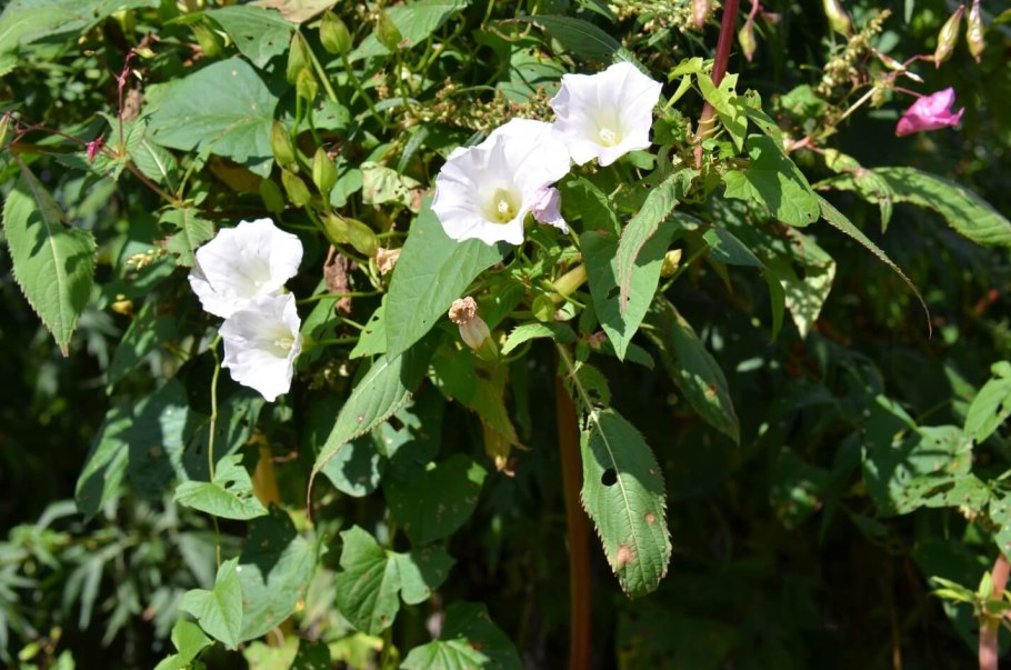 Ипомея плющевидная (Ipomoea hederacea)