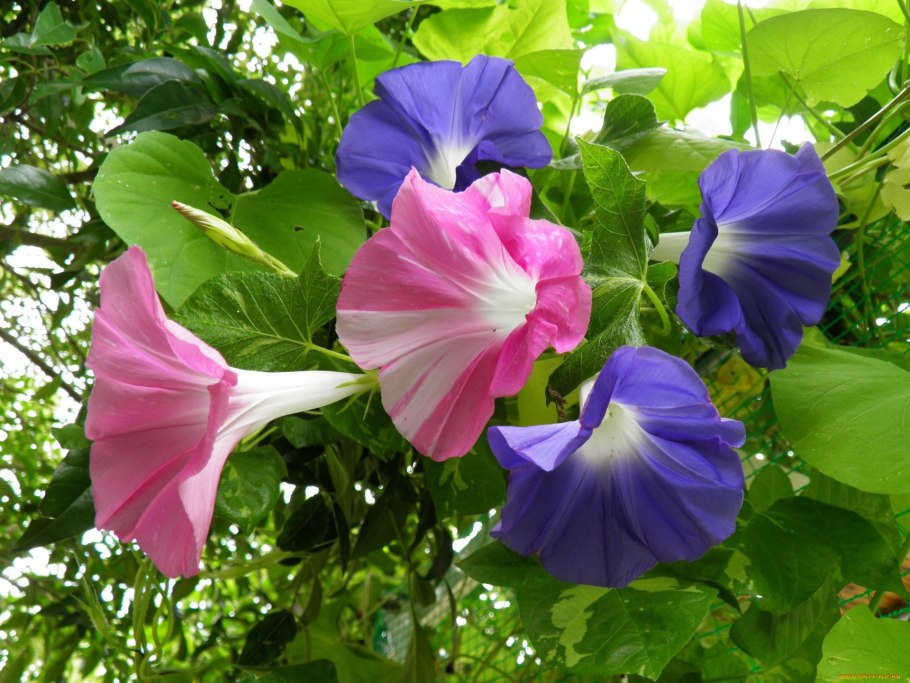 Садовый Вьюнок, Березка