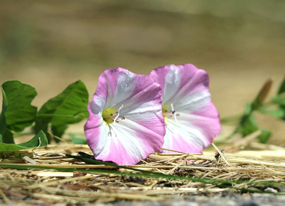 Вьюнок полевой (convolvulus arvensis)