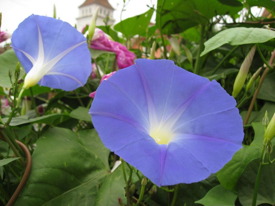 Вьюнок смолоносный