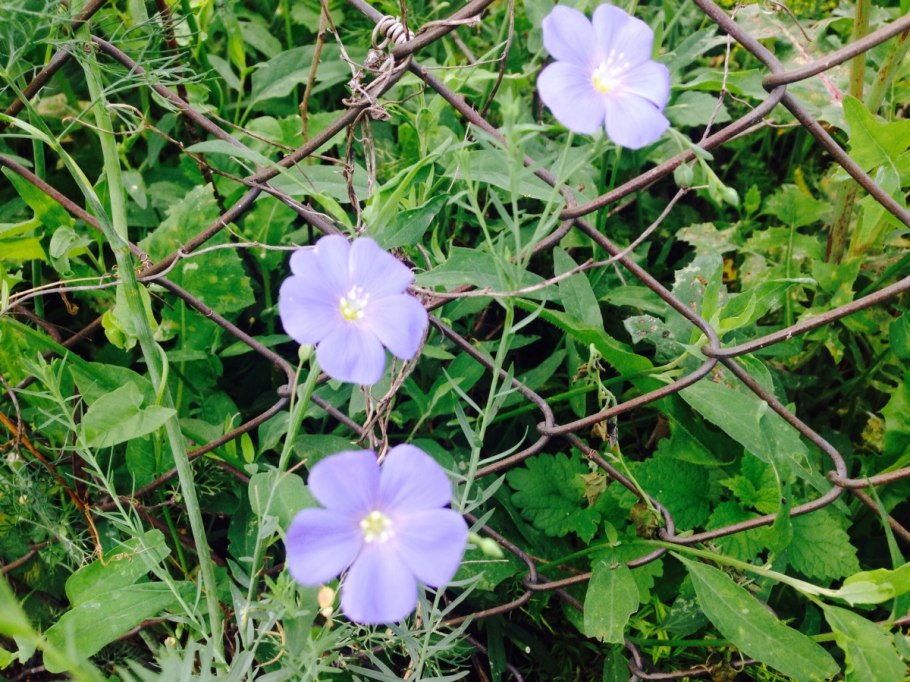 Ипомея плющевидная