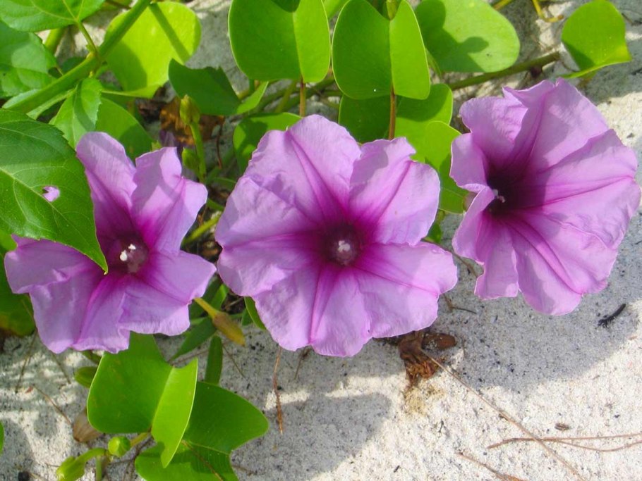 Цветок ипомея