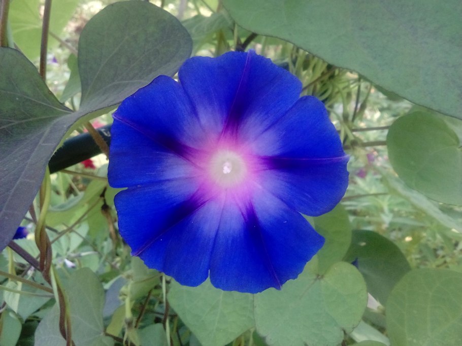 Вьюнок ипомея белая