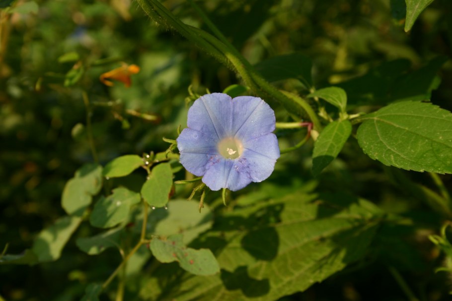 Ipomoea hederacea
