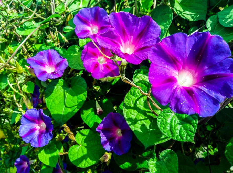 Ипомея Альба Вьюнковые