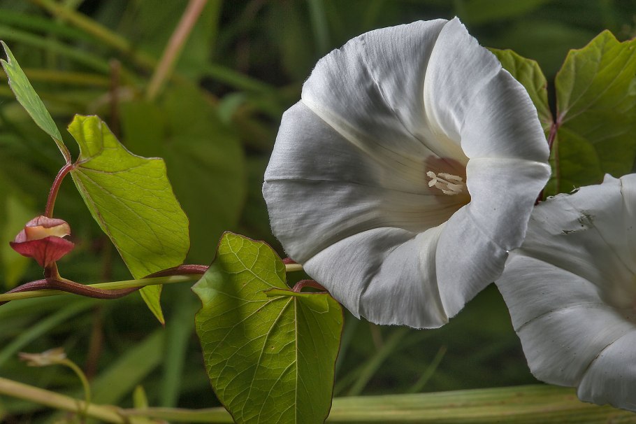 Ипомея луноцвет