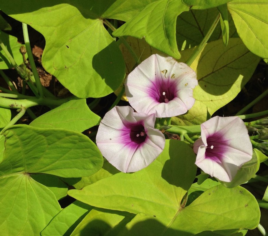 Ипомея бататная