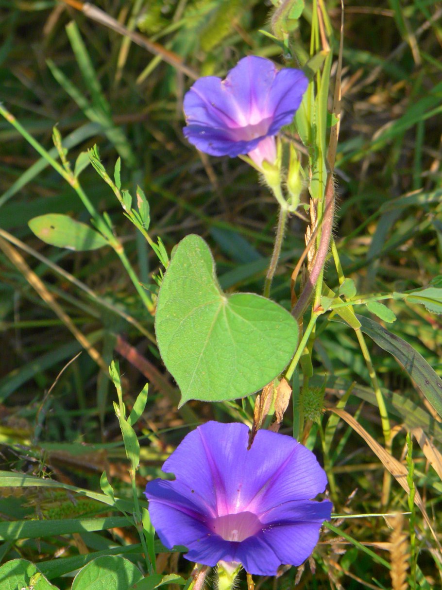 Ipomoea purpurea morningstar