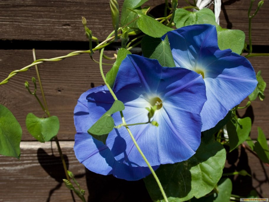 Ипомея heavenly blue