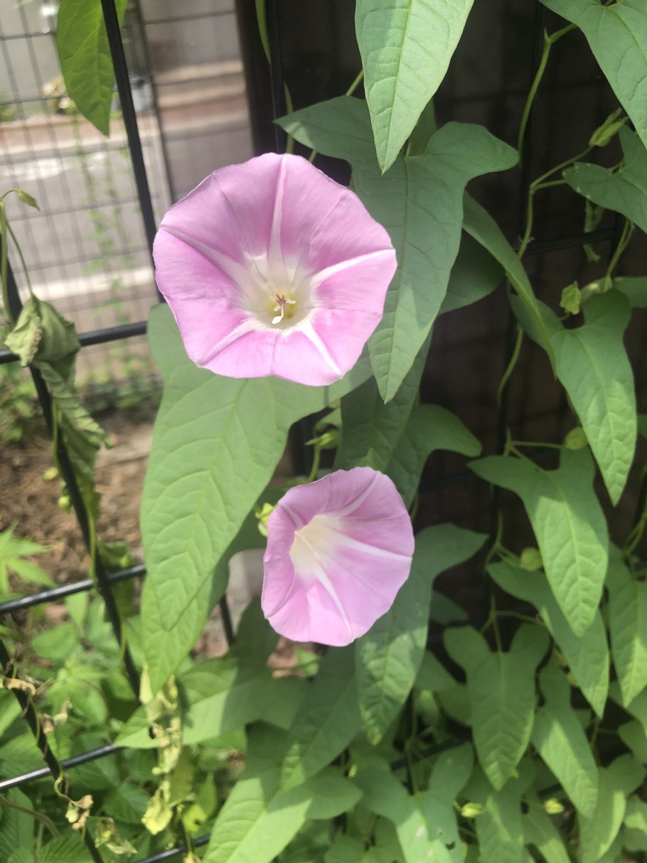 Вьюнок обыкновенный