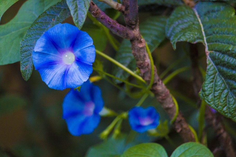 Ипомея нил фарбитис