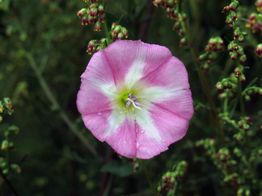 Вьюнок полевой (convōlvulusarvēnsis)