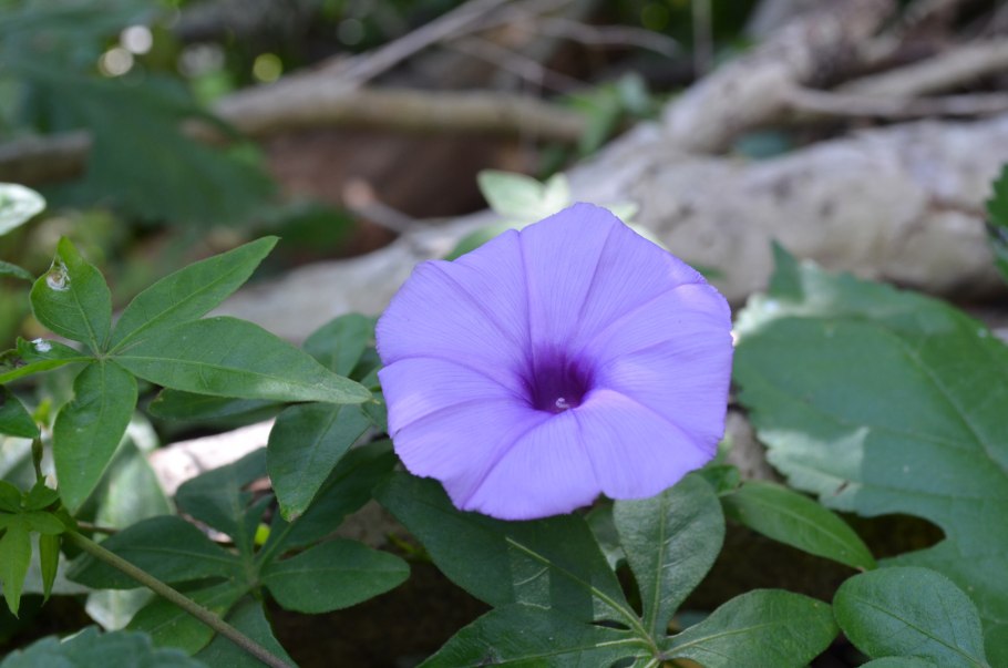 Ipomoea cairica