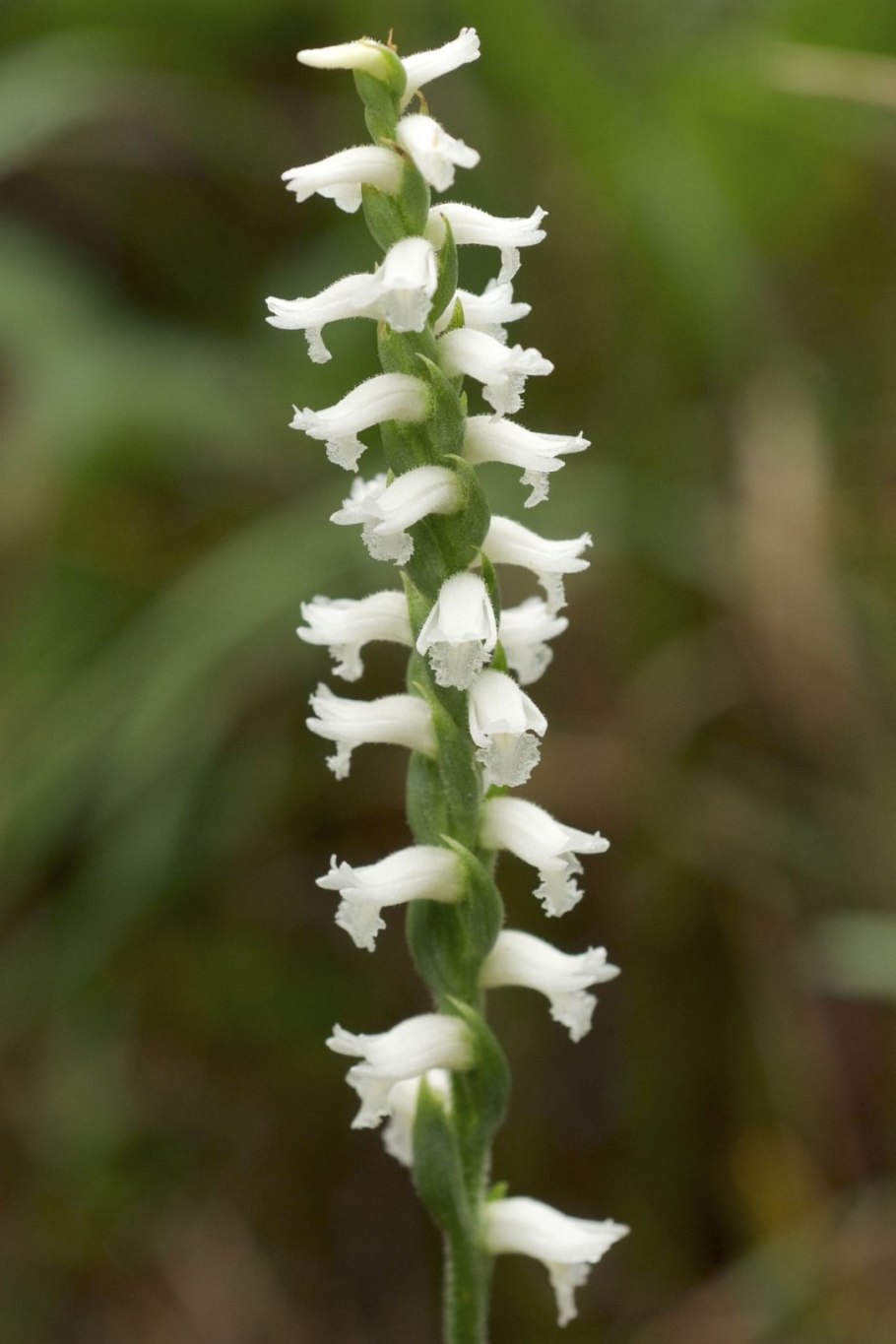 Скрученник спиральный (Spiranthes spiralis )