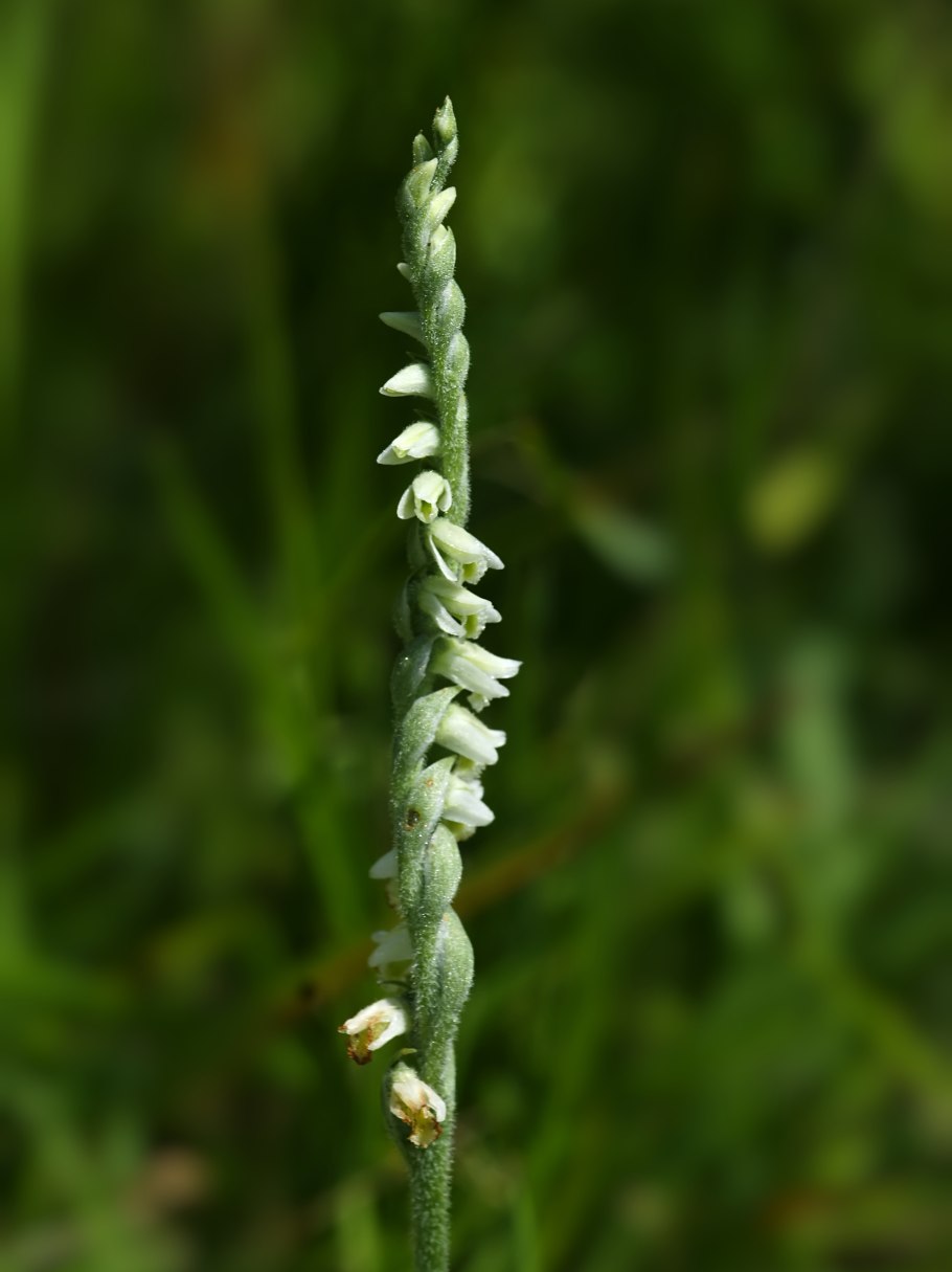 Spiranthes incurva.