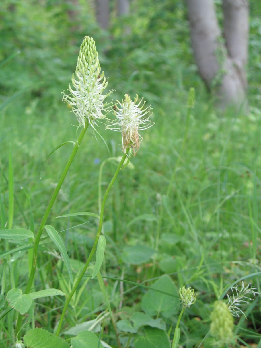 Скрученник спиральный (Spiranthes spiralis )