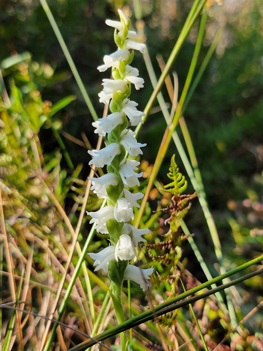 Скрученник спиральный Spiranthes