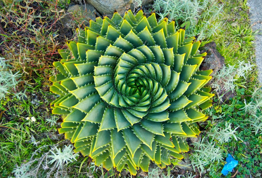 Скрученник спиральный (Spiranthes spiralis )