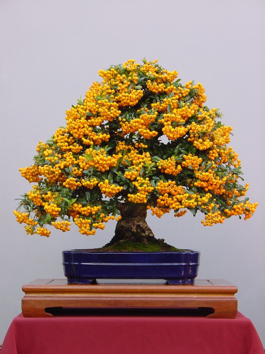 Пираканта бонсай Каскад