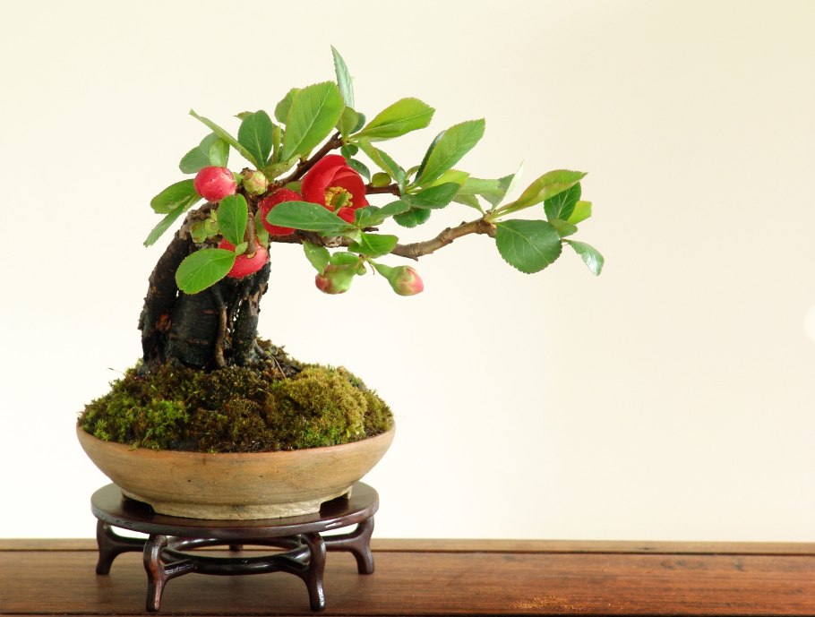 Хеномелес японский бонсай