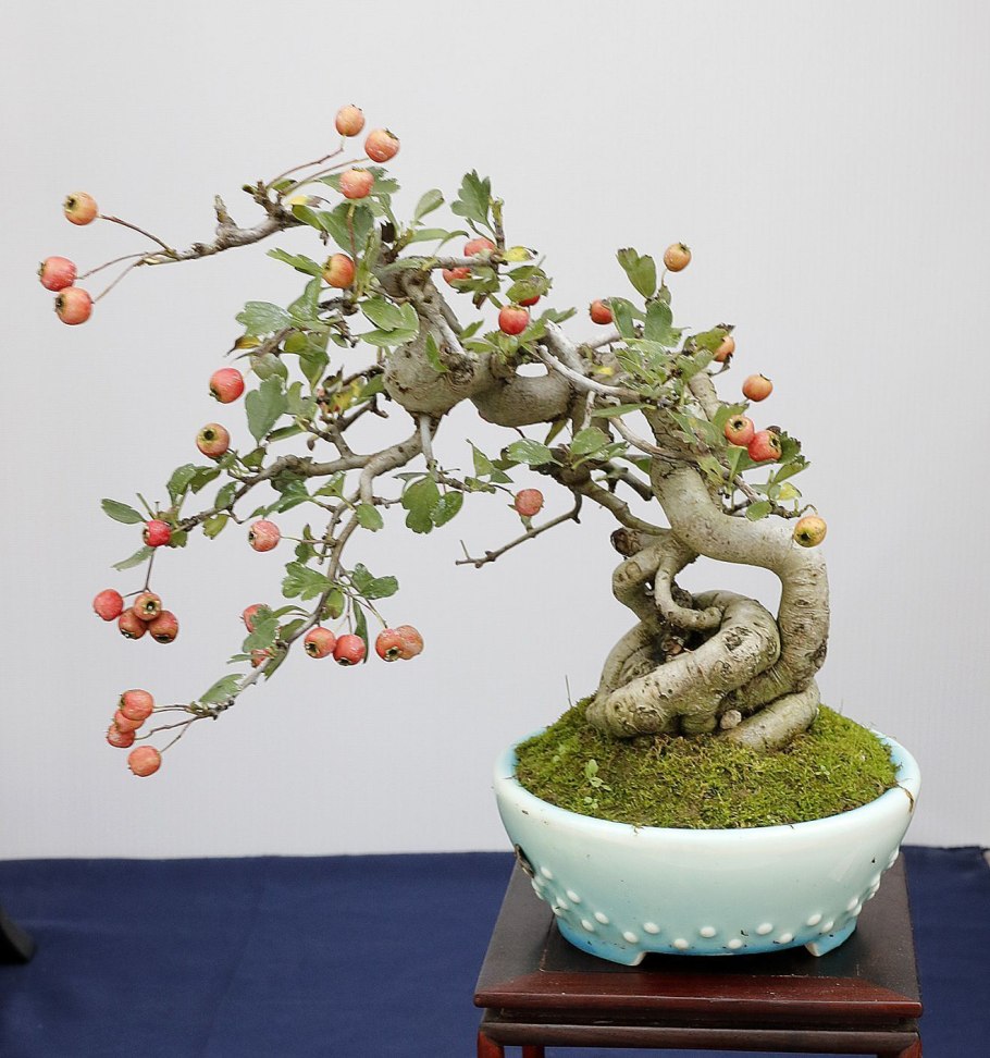 Хеномелес японский бонсай