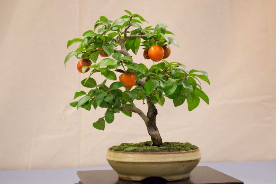 Хурма бонсай