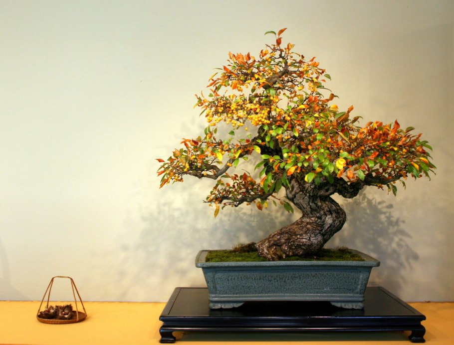 Стиль бонсай Неагари