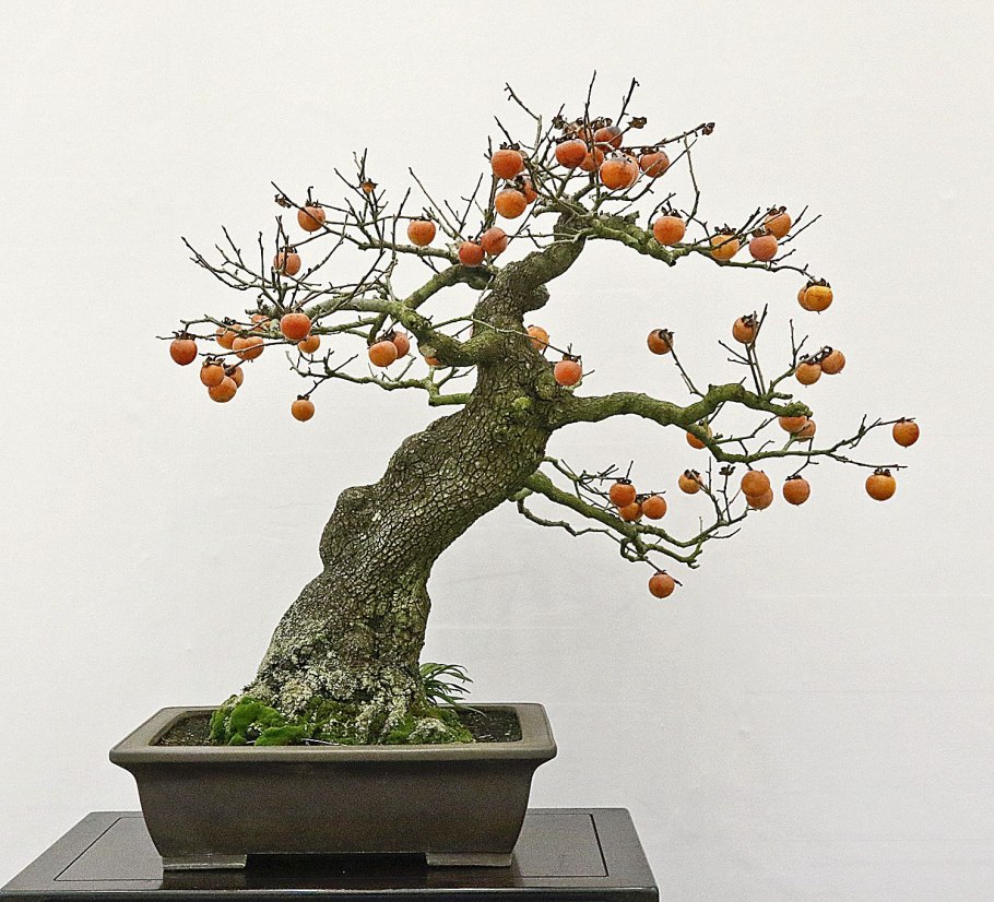 Слива Мэй бонсай