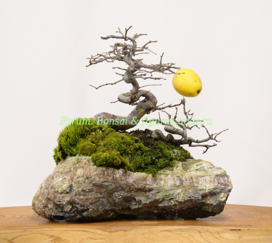 Яблоня и лимон бонсай