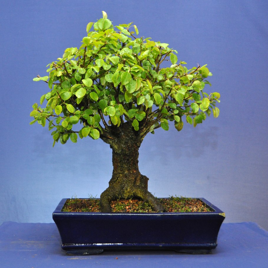 Бонсай груша дерево