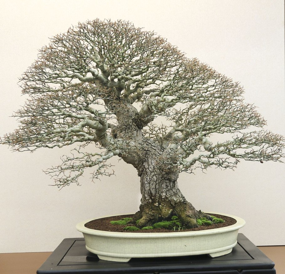 Бонсай дерево хурма