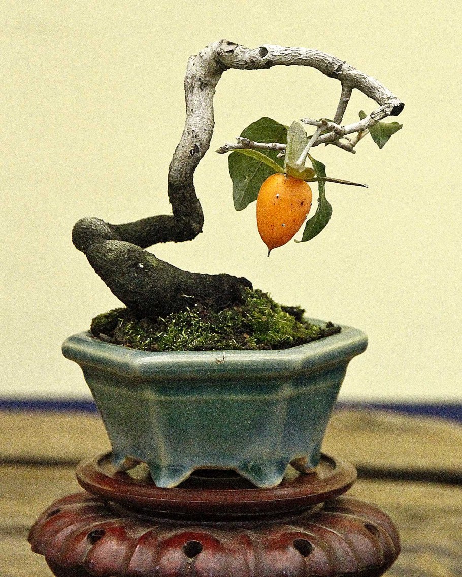 Авокадо вырастить бонсай