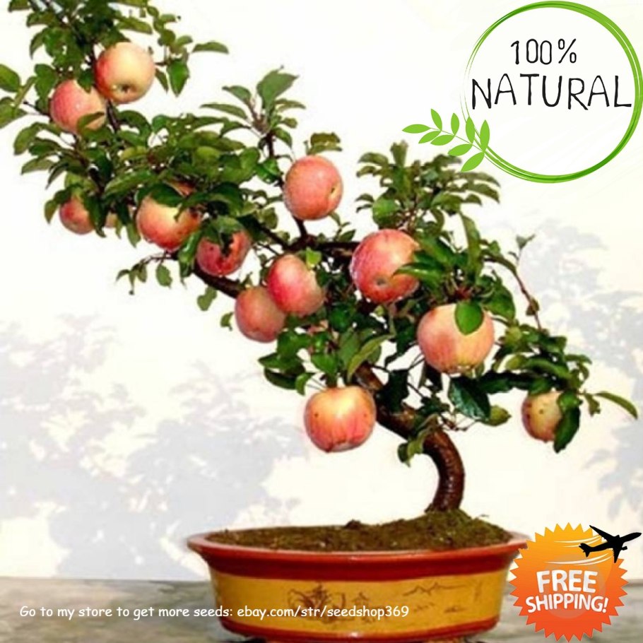 Бонсай яблоня