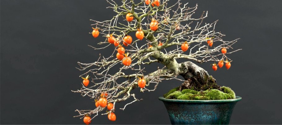 Diospyros Lotus бонсай