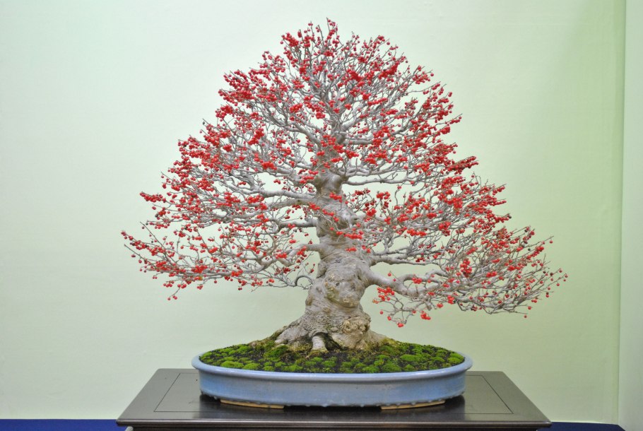 Бонсай фруктовые деревья