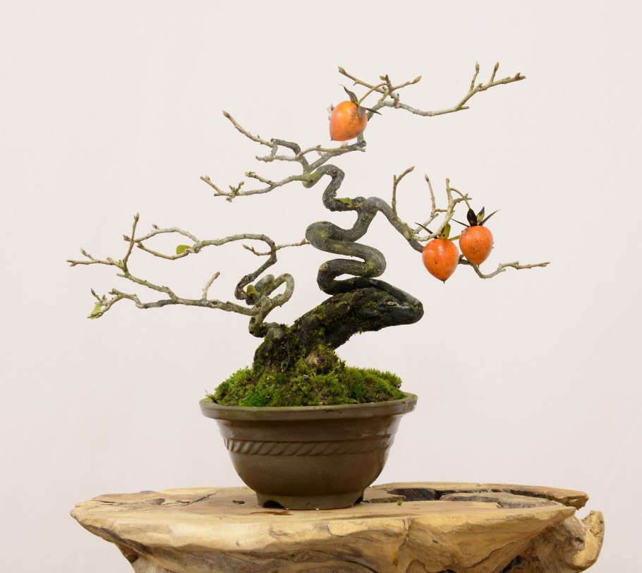 Мандарин каламондин