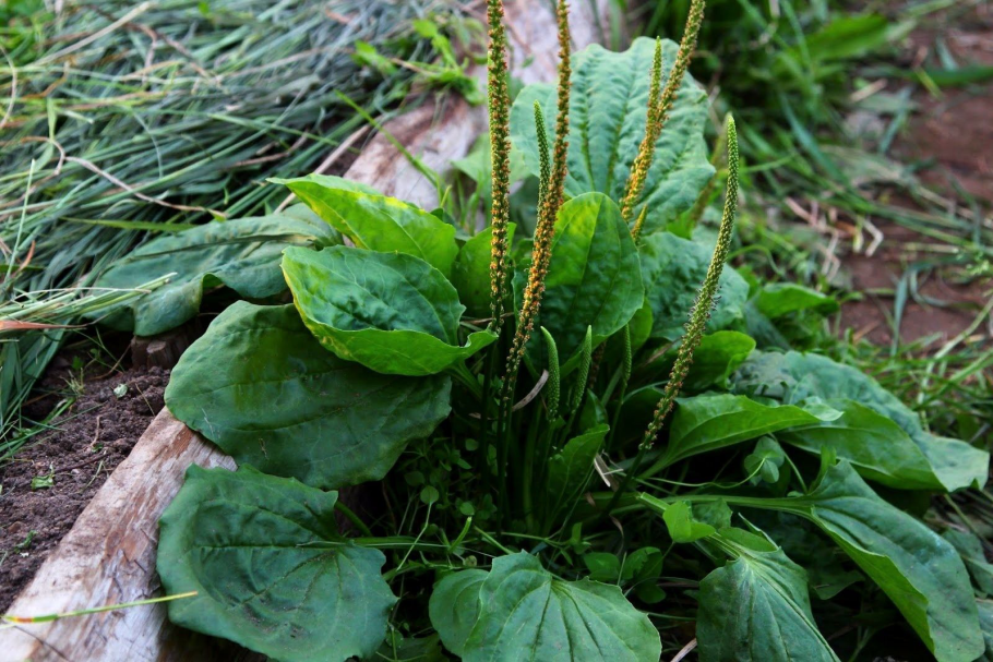 Plantain подорожник