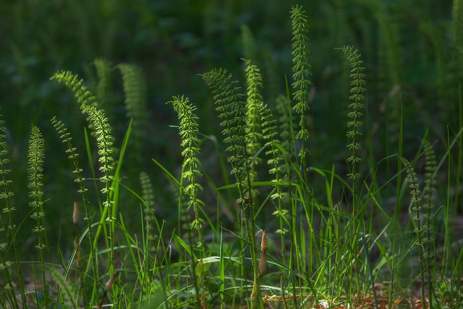 Лесные травянистые растения