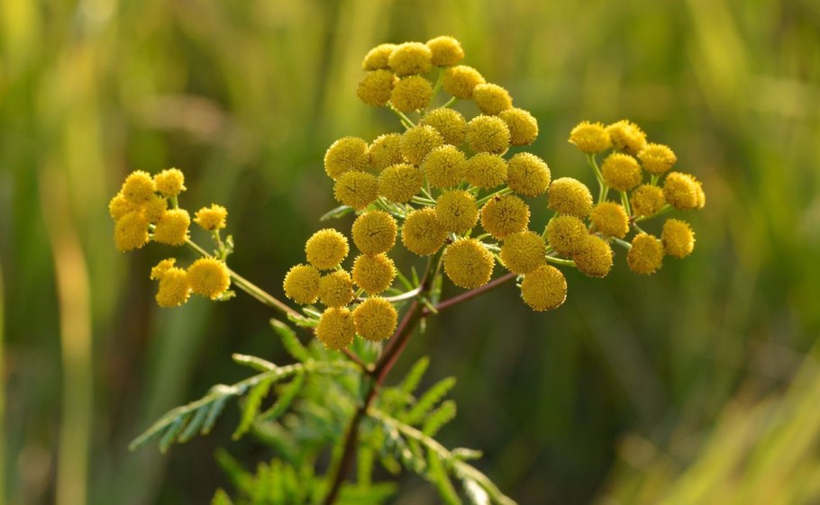 Цикорий (Cichorium intybus)