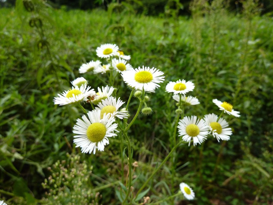 Пижма обыкновенная (Tanacetum vulgare)
