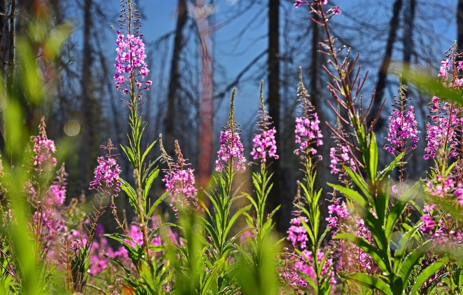 Тысячелистник обыкновенный