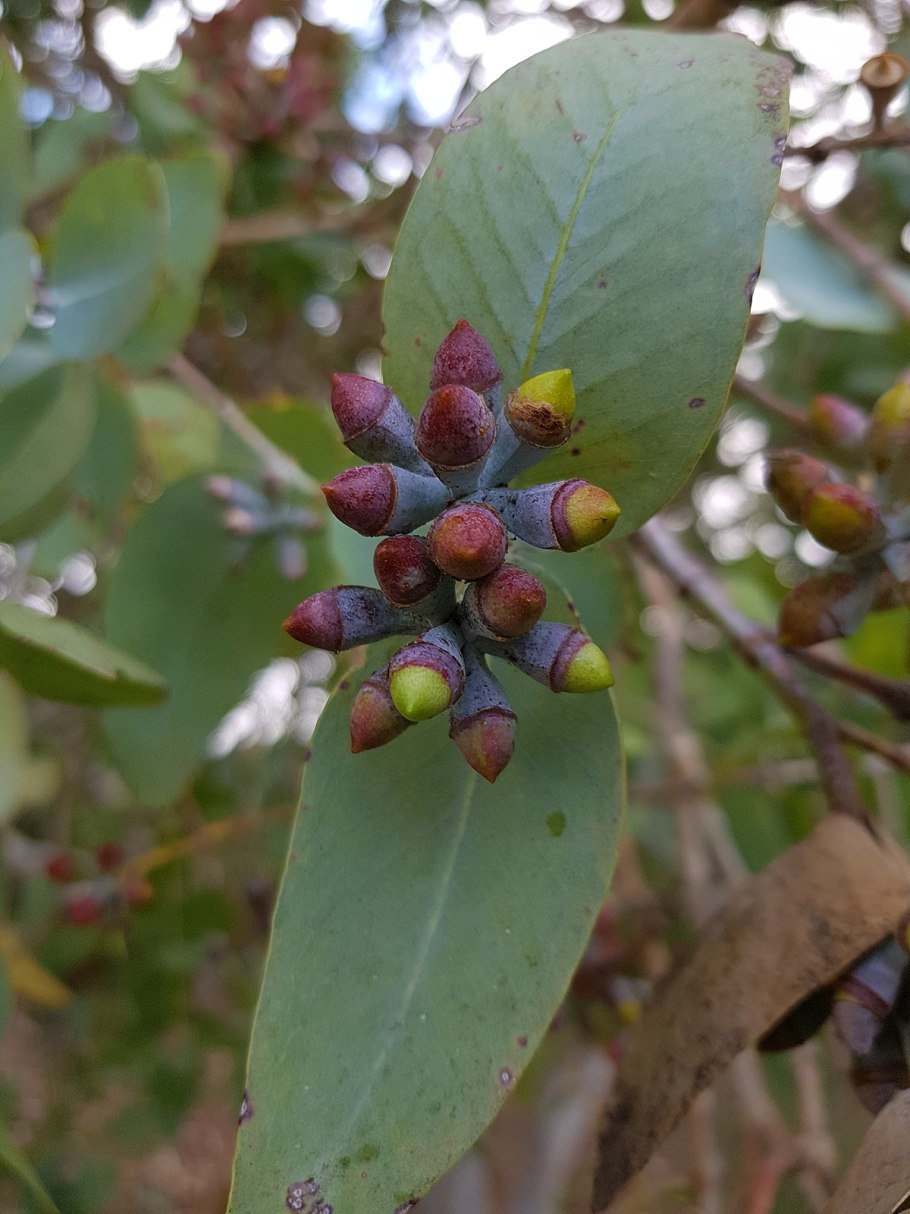 Эвкалипт урнигера
