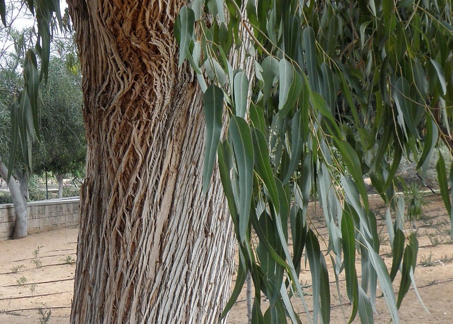 Eucalyptus viminalis