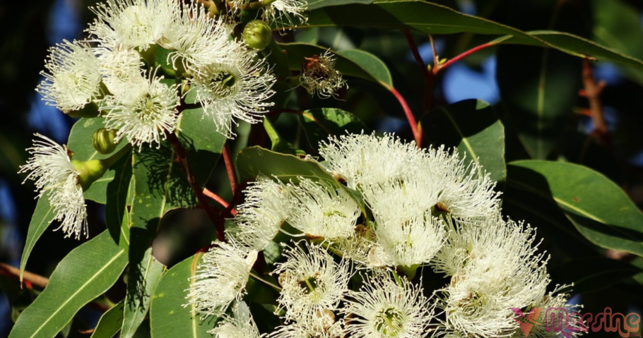 Eucalyptus tree