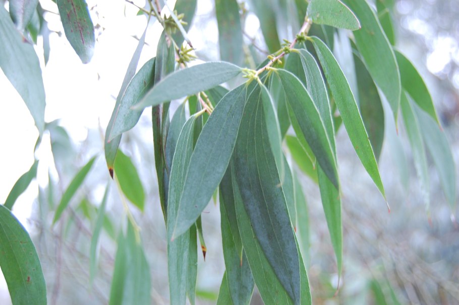 Eucalyptus essential oil